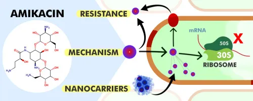 Amikacin Diagram illustrating Amikacin's chemical structure, its mechanism of action by binding to the bacterial ribosome (30S subunit) to inhibit protein synthesis, associated resistance pathways, and the potential role of nanocarriers for drug delivery.