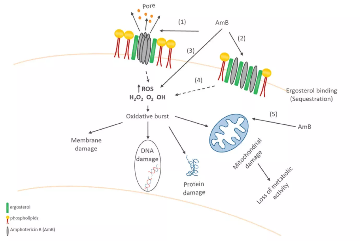 Amphotericin B A scientific diagram illustrating the complex mechanism of action of Amphotericin B (AmB) against fungal cells, showing its interaction with ergosterol, pore formation in the cell membrane, generation of reactive oxygen species (ROS), and subsequent cellular damage including membrane, DNA, protein, and mitochondrial damage.