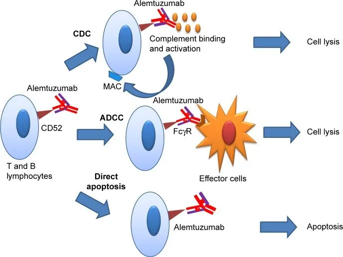 Alemtuzumab Diagram showing Alemtuzumab's three mechanisms of action: Complement-Dependent Cytotoxicity (CDC), Antibody-Dependent Cell-mediated Cytotoxicity (ADCC), and Direct Apoptosis.
