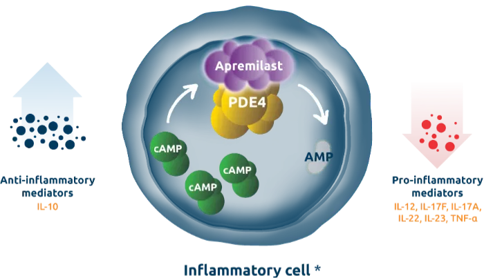 Apremilast Diagram illustrating Apremilast's mechanism of action, showing PDE4 inhibition leading to increased cAMP and modulation of inflammatory mediators