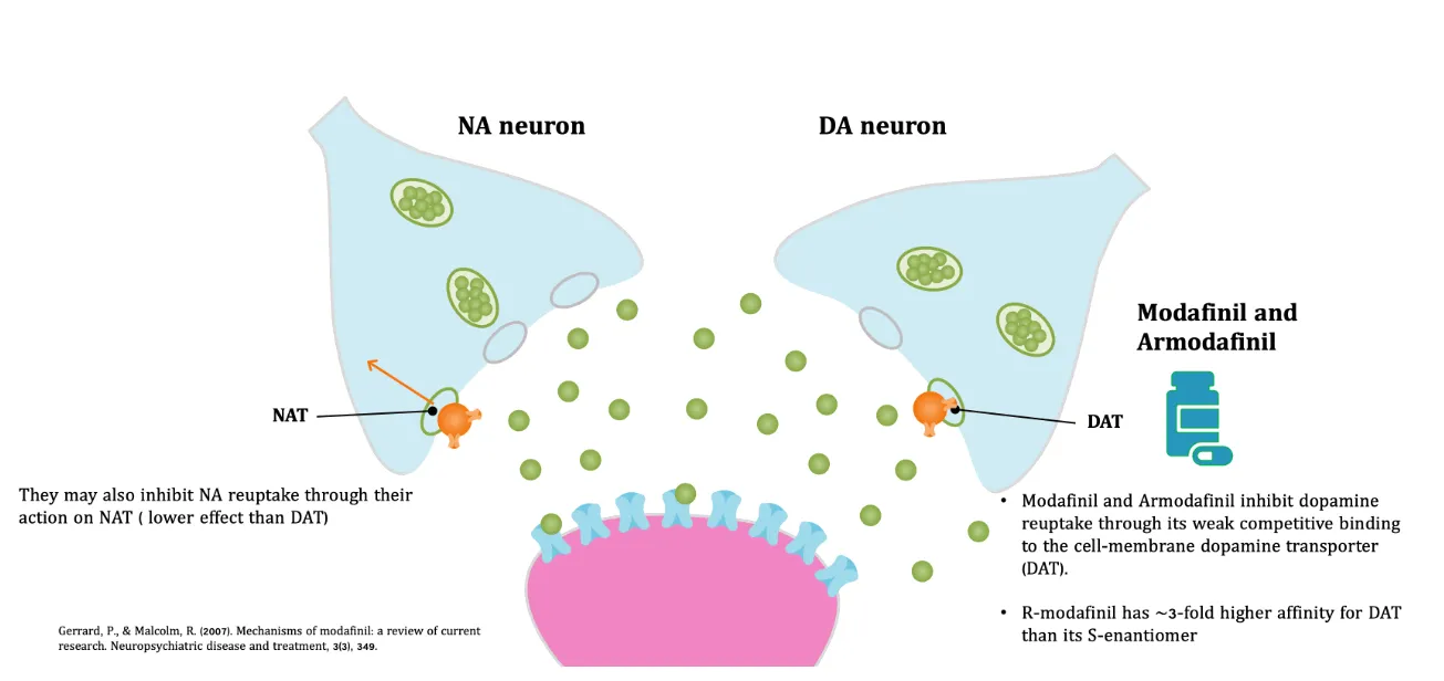 Armodafinil Mechanism of action of Armodafinil and Modafinil showing dopamine transporter (DAT) inhibition in DA neurons and weak effect on NAT