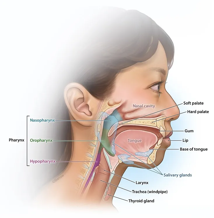 Pharyngeal Cancer Illustration of the pharynx anatomy showing nasopharynx, oropharynx, and hypopharynx, related to pharyngeal cancer.