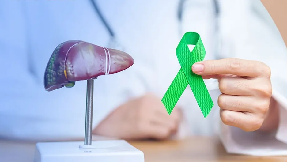 Primary Liver Cancer Doctor holding a green awareness ribbon next to a liver model, symbolizing primary liver cancer awareness