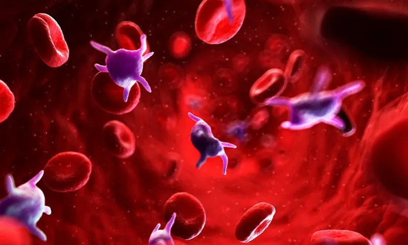 Thrombocytosis Illustration of increased blood platelets in thrombocytosis condition