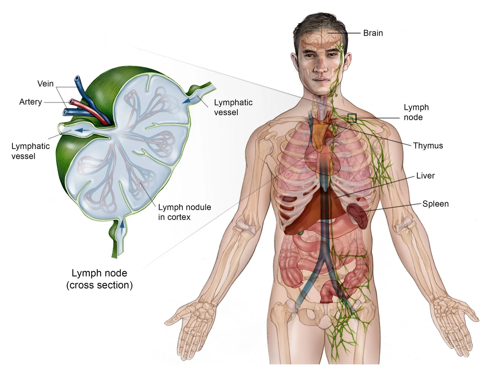 Illustration of the lymphatic system and lymph node structure related to Non-Hodgkin Lymphoma