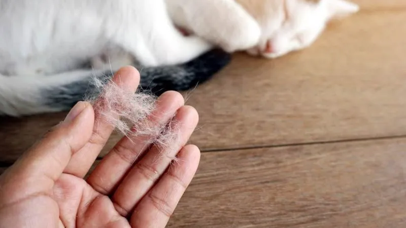 Pet dander from cats or dogs as a common trigger for hives