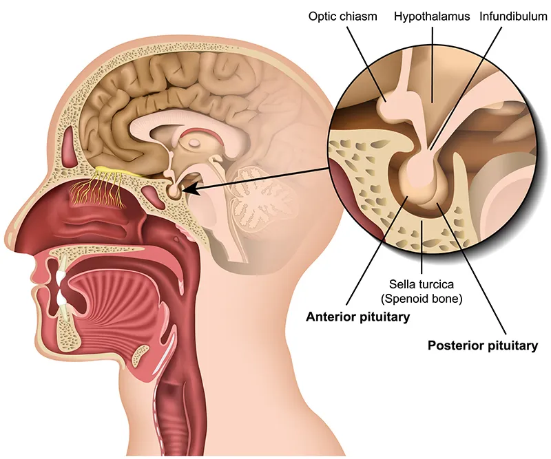 Medical illustration showing location and structure of the pituitary gland in the human brain