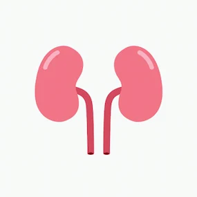 kidney urinary health